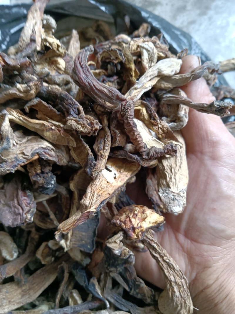 美味牛肝菌白牛肝菌