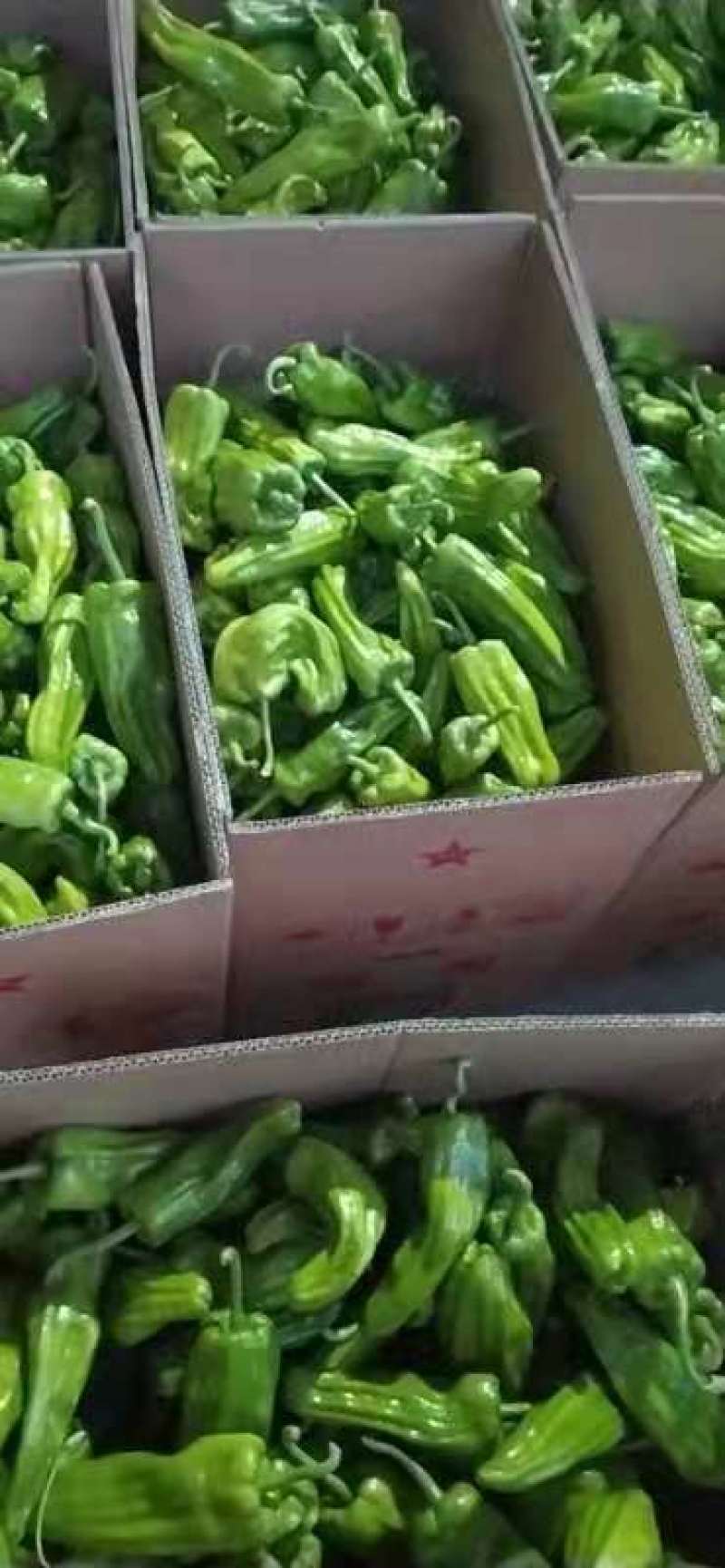物美价廉薄皮椒