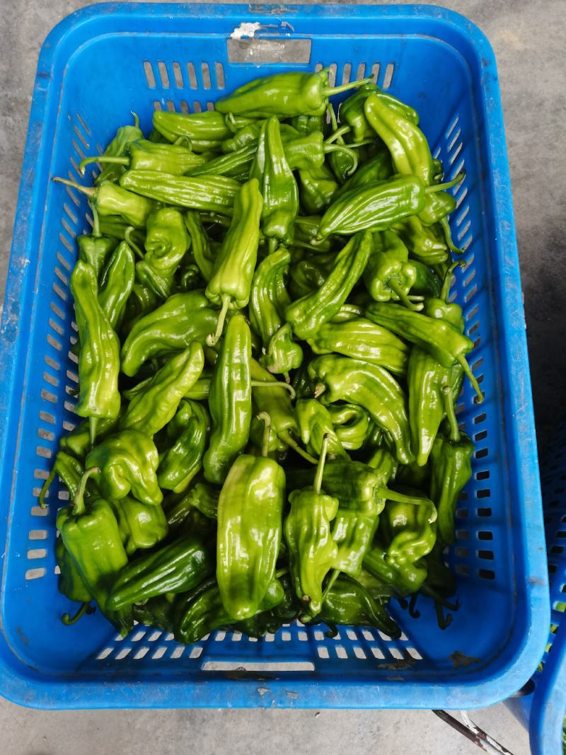 物美价廉薄皮椒