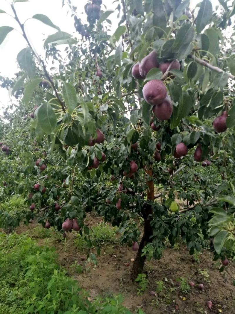 甘肃张掖红星梨广招批发客商，质量没得说