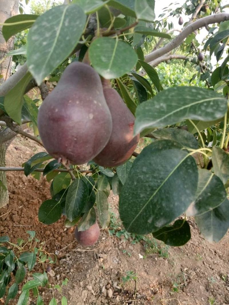 甘肃张掖红星梨广招批发客商，质量没得说