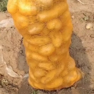 荷兰十五土豆大量有货，颜色好个头大，