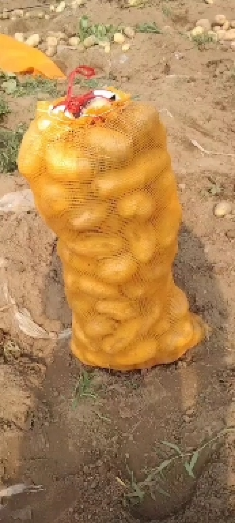 荷兰十五土豆大量有货，颜色好个头大，
