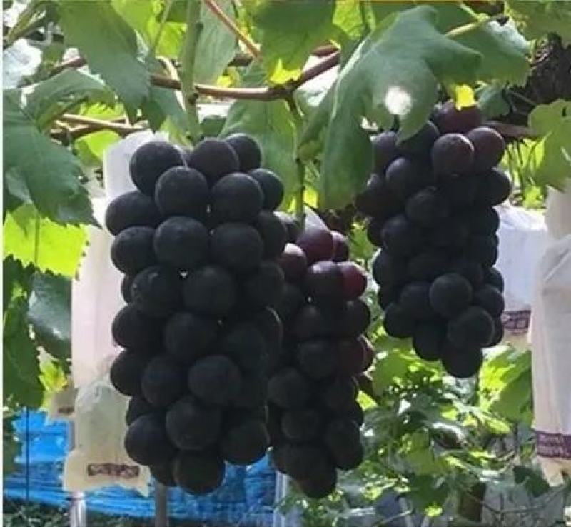Bk无核黑黄后葡萄苗，大粒，自然无核，香甜可口，保纯保活