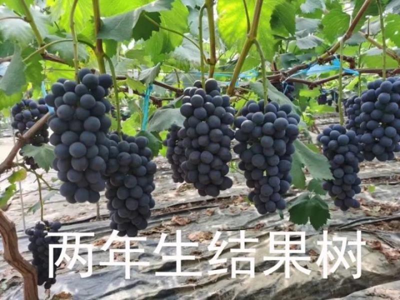 Bk无核黑黄后葡萄苗，大粒，自然无核，香甜可口，保纯保活