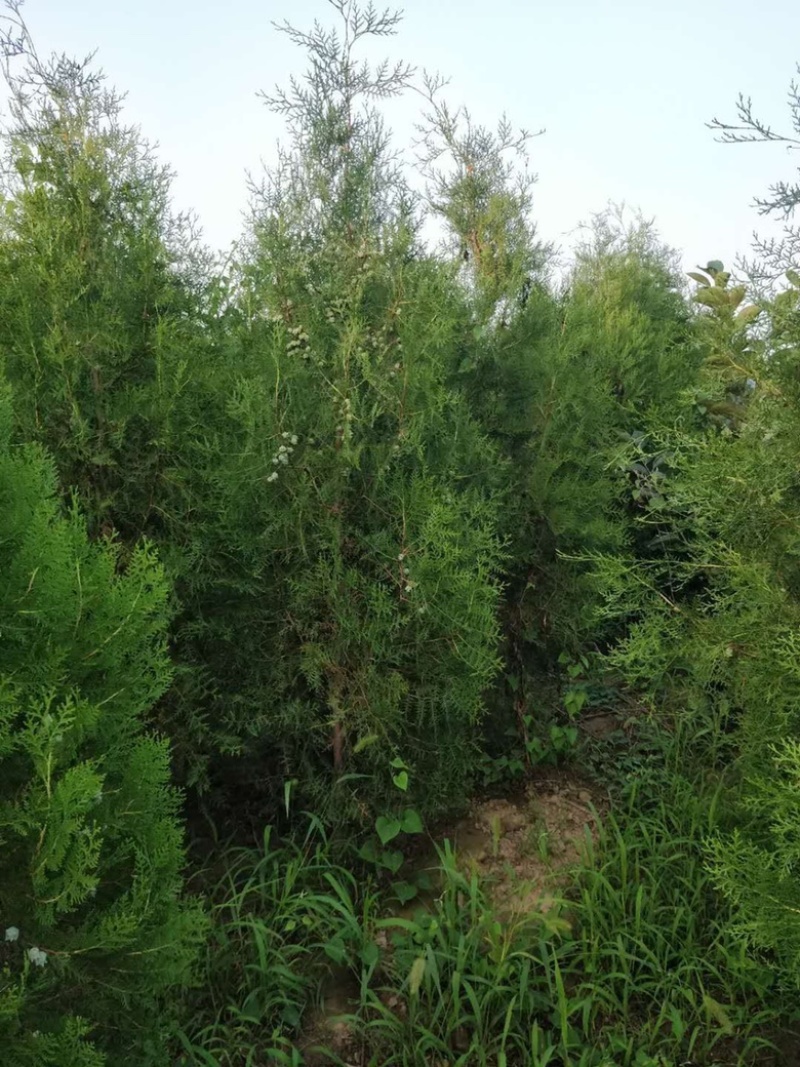 山西侧柏基地3米高度侧柏，2米5侧柏，2米侧柏价格