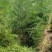 山西侧柏基地3米高度侧柏，2米5侧柏，2米侧柏价格