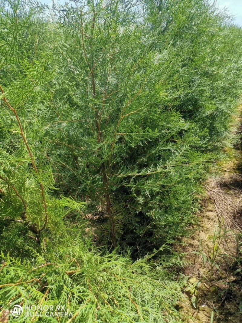 山西侧柏基地3米高度侧柏，2米5侧柏，2米侧柏价格
