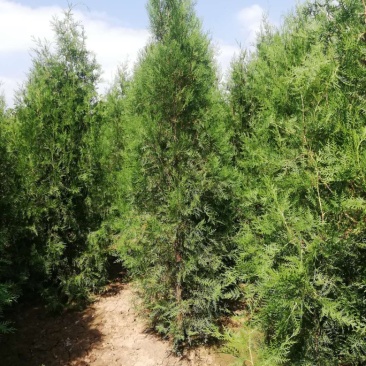 侧柏2米，侧柏2米5，侧柏3米价格，山西地区侧柏基地