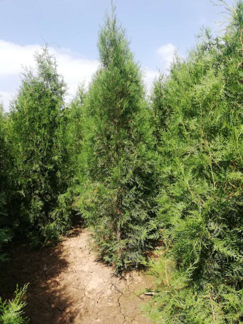 山西侧柏基地3米高度侧柏，2米5侧柏，2米侧柏价格