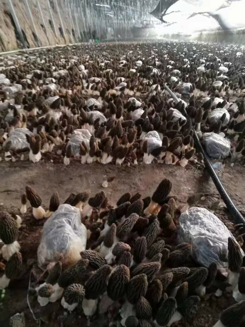 羊肚菌菌种