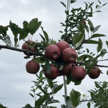 每年7月15自有基地马龙苹果早中晚熟苹果龙威龙嘎红露富士