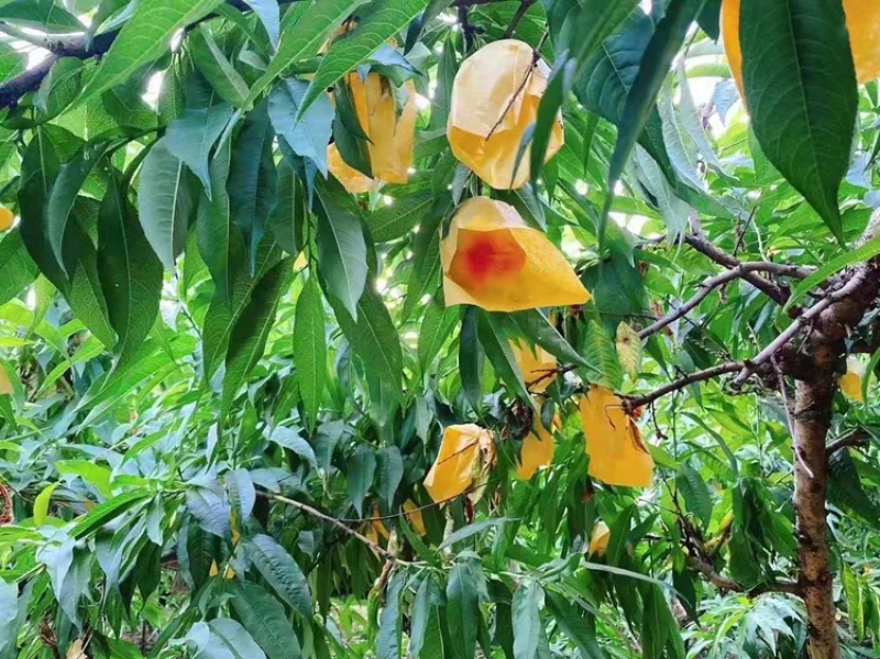 【优选】湖景蜜露水蜜桃自家果园种植果型好价格便宜欢迎采购