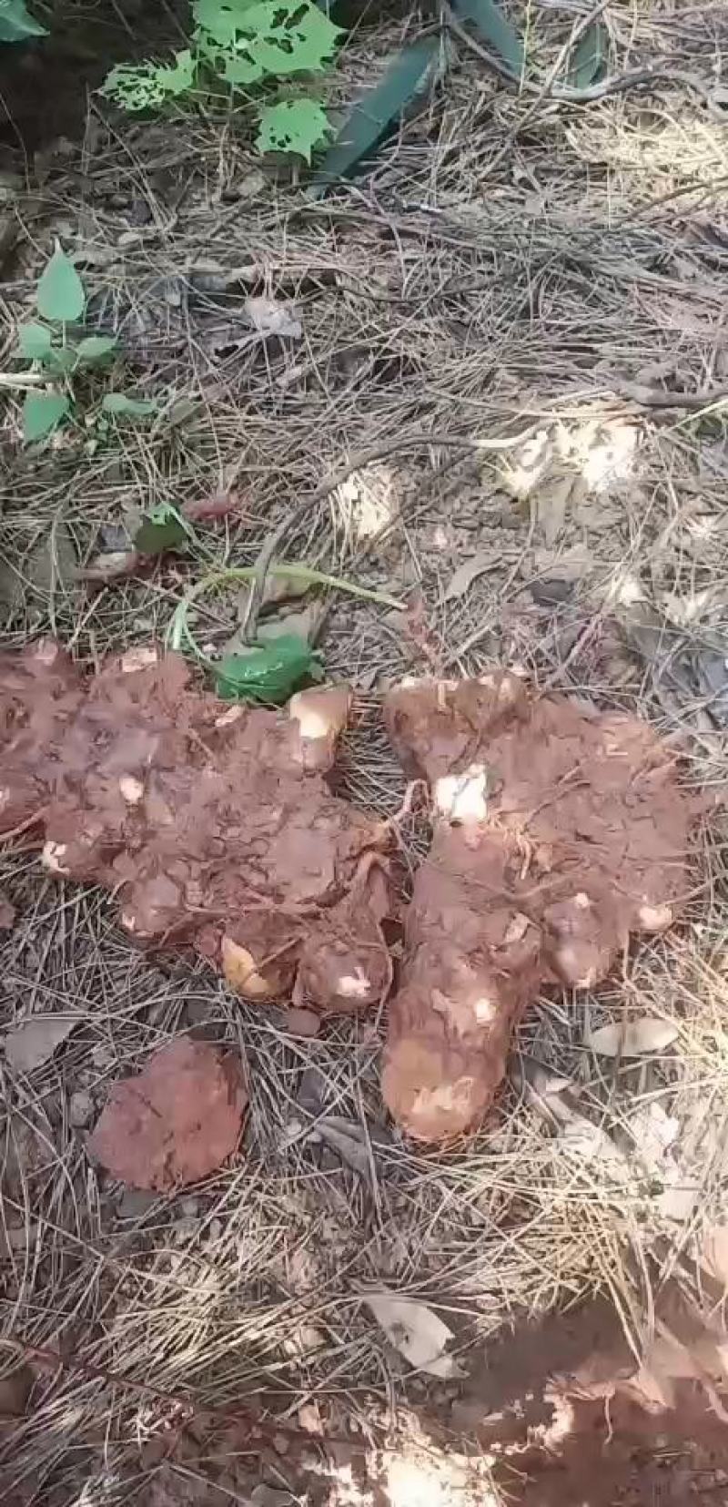 土茯苓