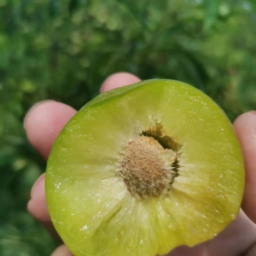 脱骨青脆李