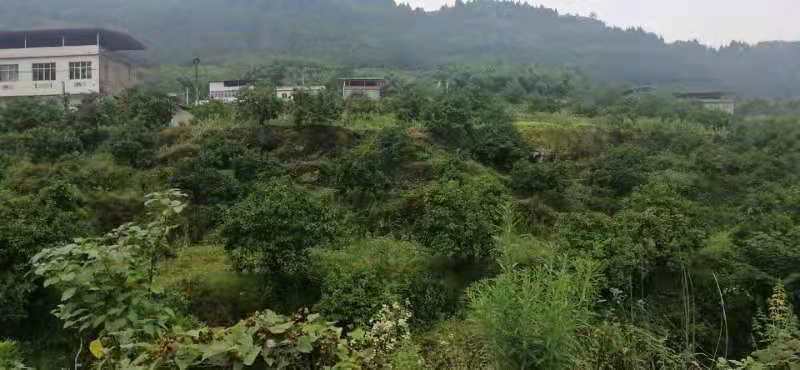 成熟果园