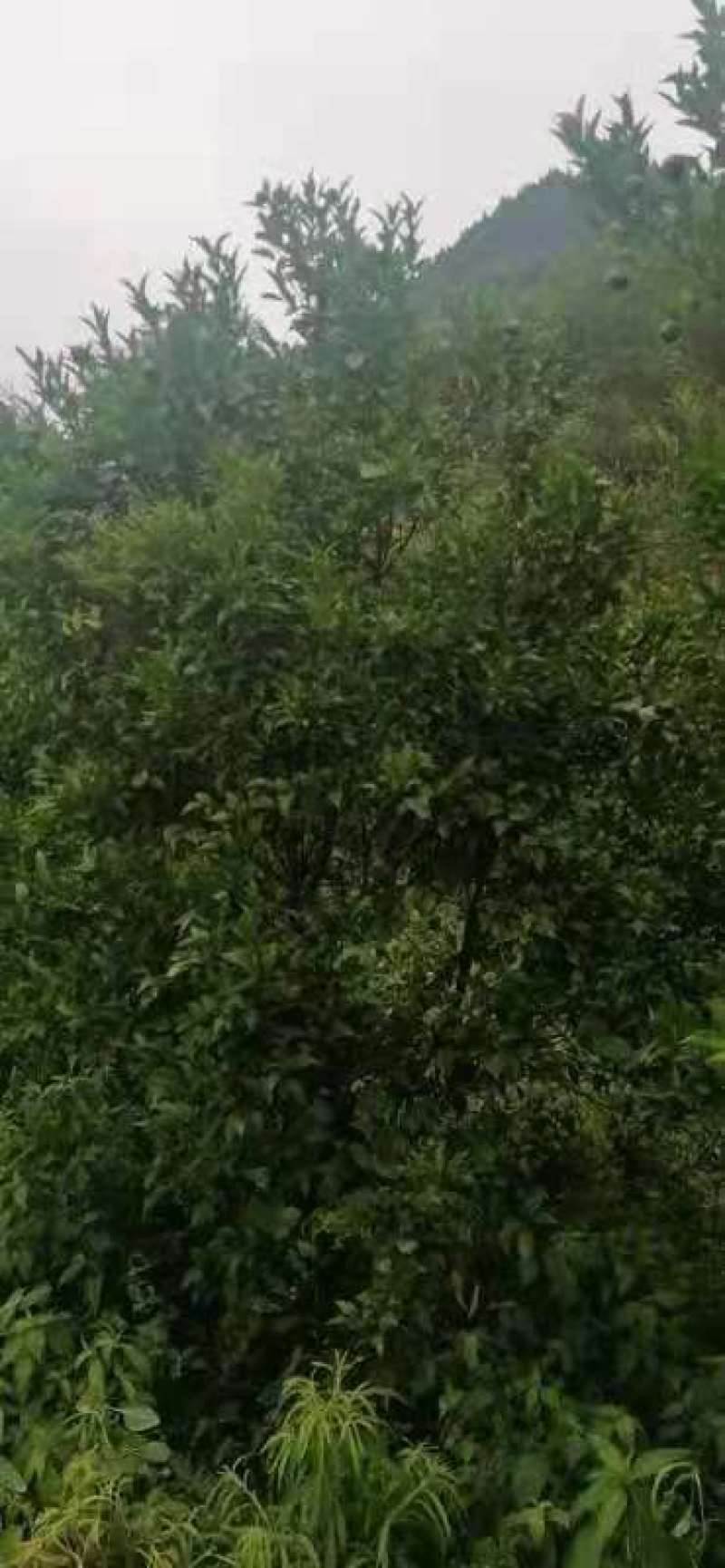 成熟果园