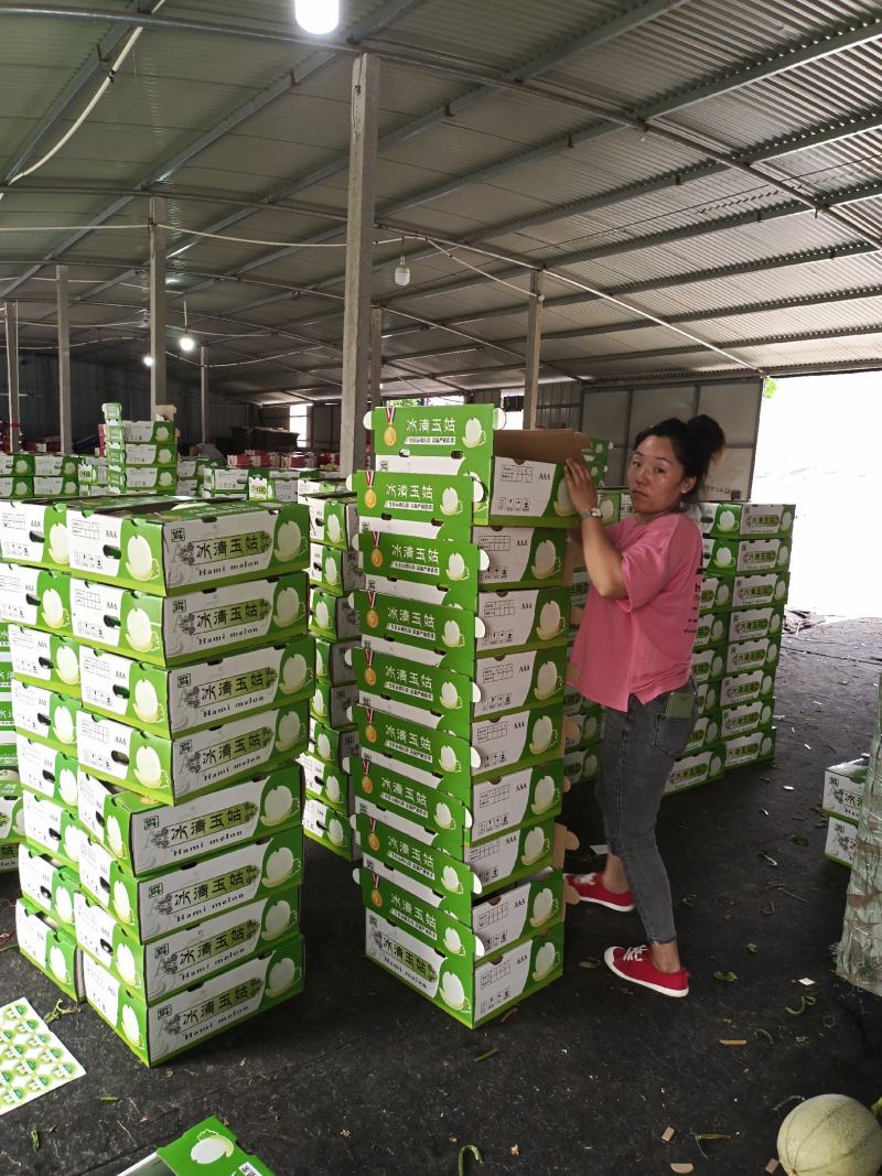 玉姑甜瓜绿肉白瓜正圆奶香蜜瓜产地量大大棚定货口感好
