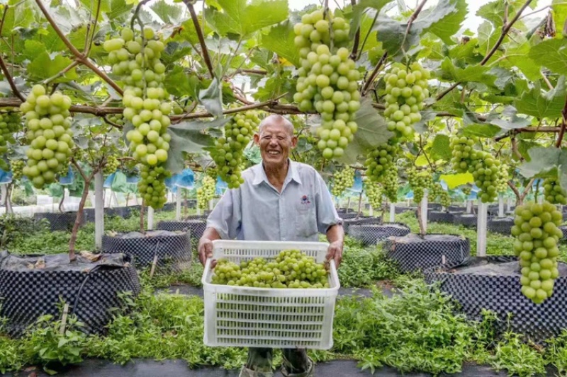 （优选）精品阳光玫瑰葡萄晴王自家果园大量上市基地直供批发