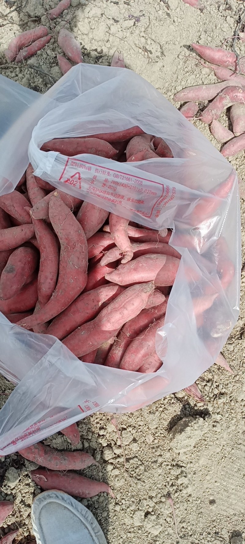 西瓜红精品电商，市场，工厂薯，产地供应，下单请联系我报价