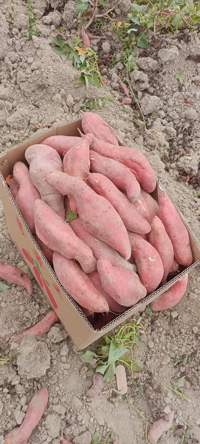西瓜红精品电商，市场，工厂薯，产地供应，下单请联系我报价