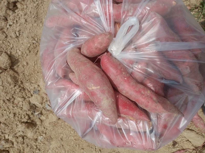 西瓜红精品电商，市场，工厂薯，产地供应，下单请联系我报价