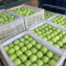 河北辛集产地藤木苹果大量上市了，有需要的老板们