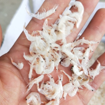 虾皮7成干包水饺馄饨餐馆专供赶大集摆地摊一手货源大量供应