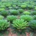 铁树盆景铁树小苗客厅盆栽四季常青植物盆栽铁树室内外盆栽