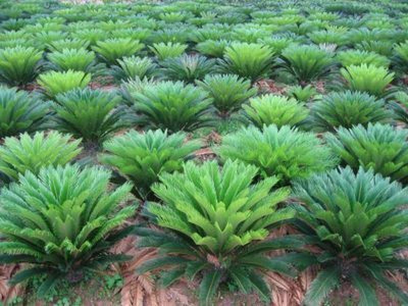 铁树盆景铁树小苗客厅盆栽四季常青植物盆栽铁树室内外盆栽