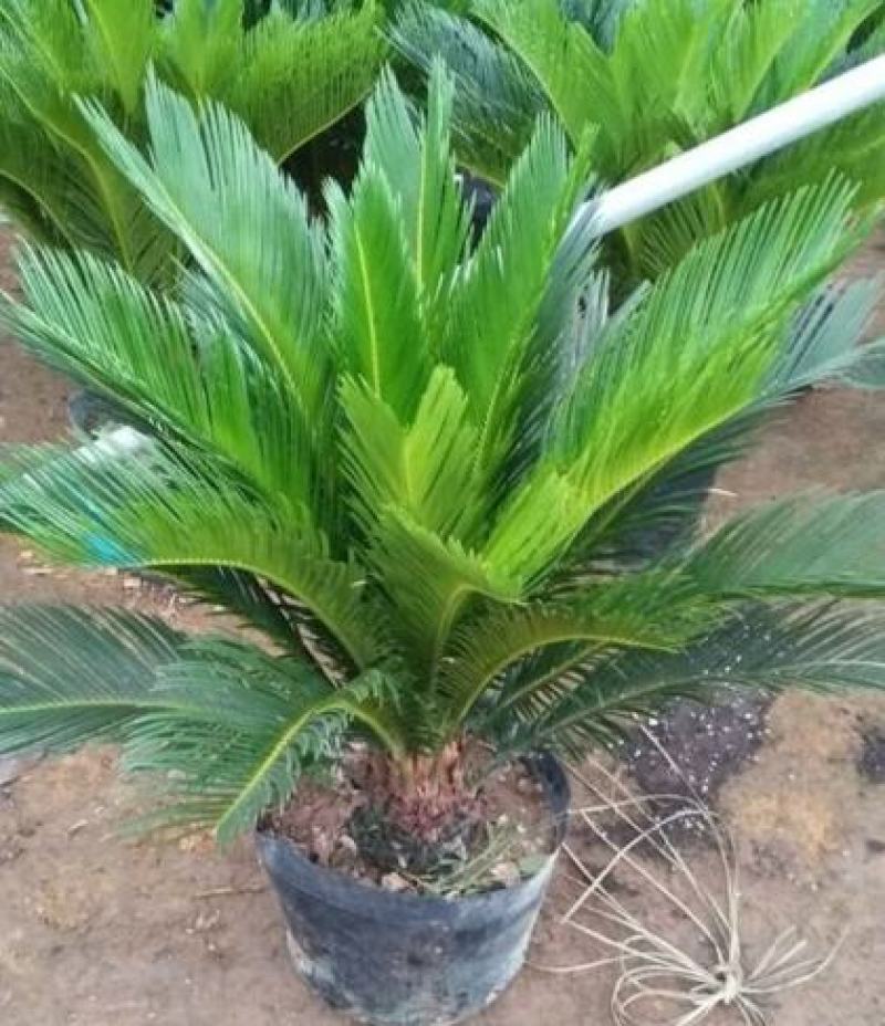 铁树盆景铁树小苗客厅盆栽四季常青植物盆栽铁树室内外盆栽
