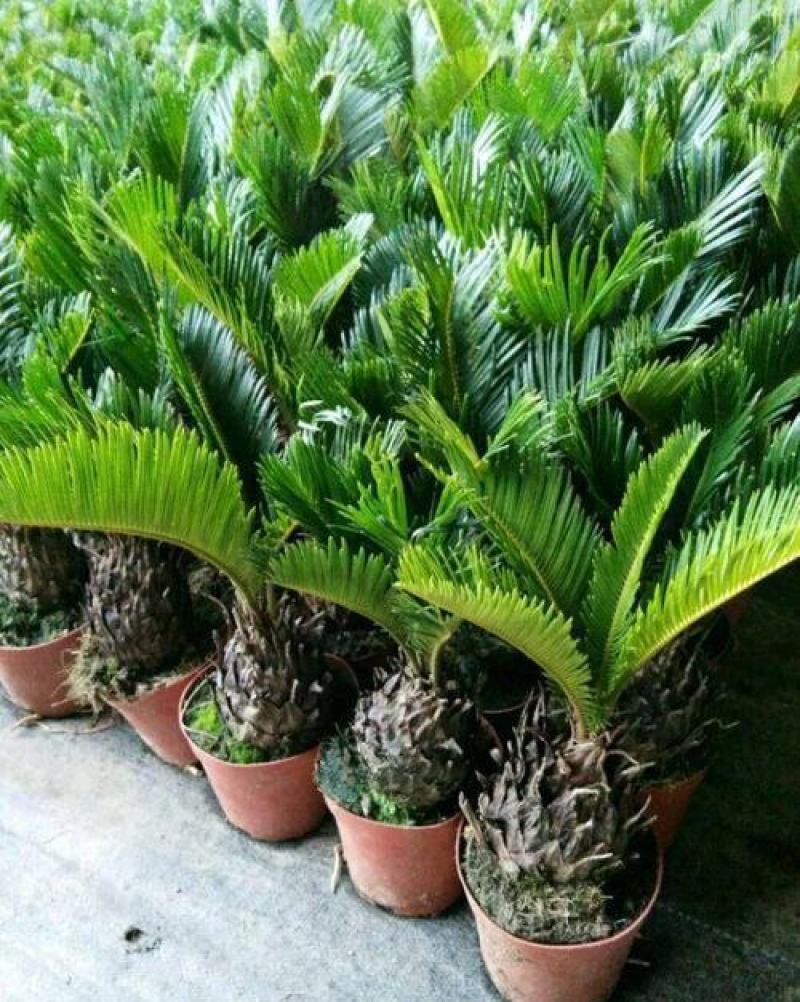 铁树盆景铁树小苗客厅盆栽四季常青植物盆栽铁树室内外盆栽