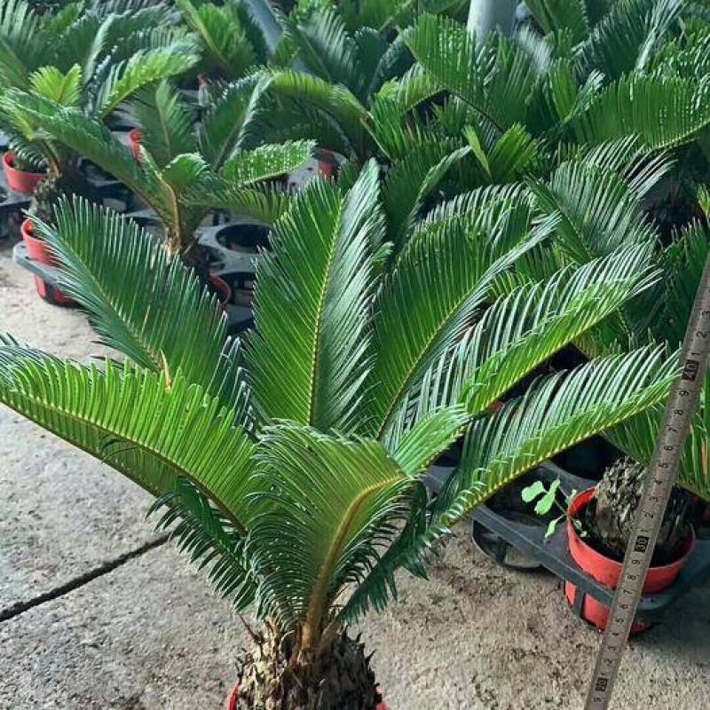 铁树盆景铁树小苗客厅盆栽四季常青植物盆栽铁树室内外盆栽