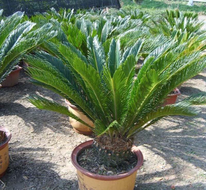 铁树盆景铁树小苗客厅盆栽四季常青植物盆栽铁树室内外盆栽