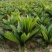 铁树盆景铁树小苗客厅盆栽四季常青植物盆栽铁树室内外盆栽