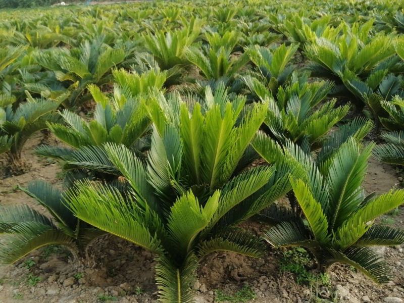 铁树盆景铁树小苗客厅盆栽四季常青植物盆栽铁树室内外盆栽
