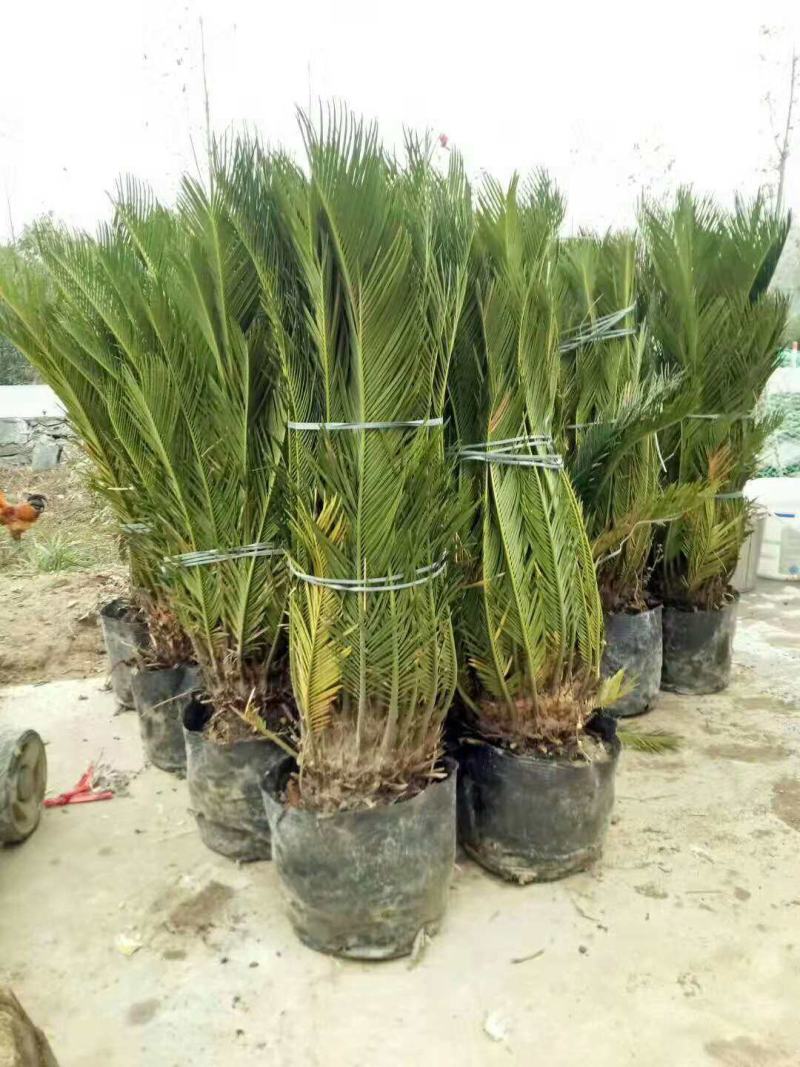 铁树盆景铁树小苗客厅盆栽四季常青植物盆栽铁树室内外盆栽