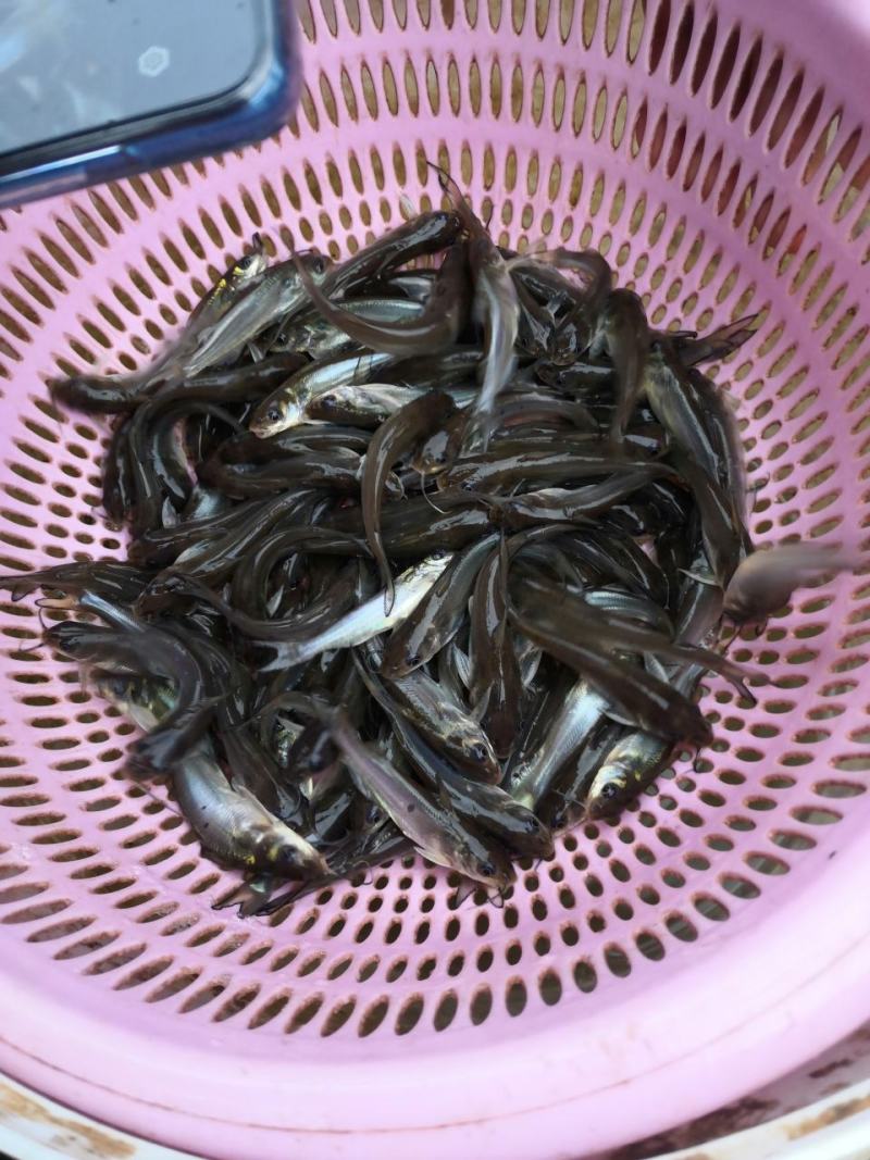叉尾鮰鱼苗，（养殖场直发）全程售后服务跟踪技术指导