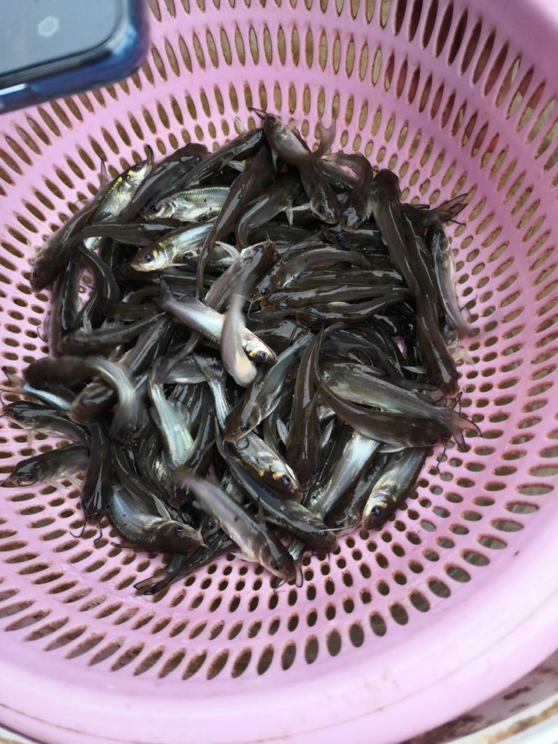叉尾鮰鱼苗，（养殖场直发）全程售后服务跟踪技术指导