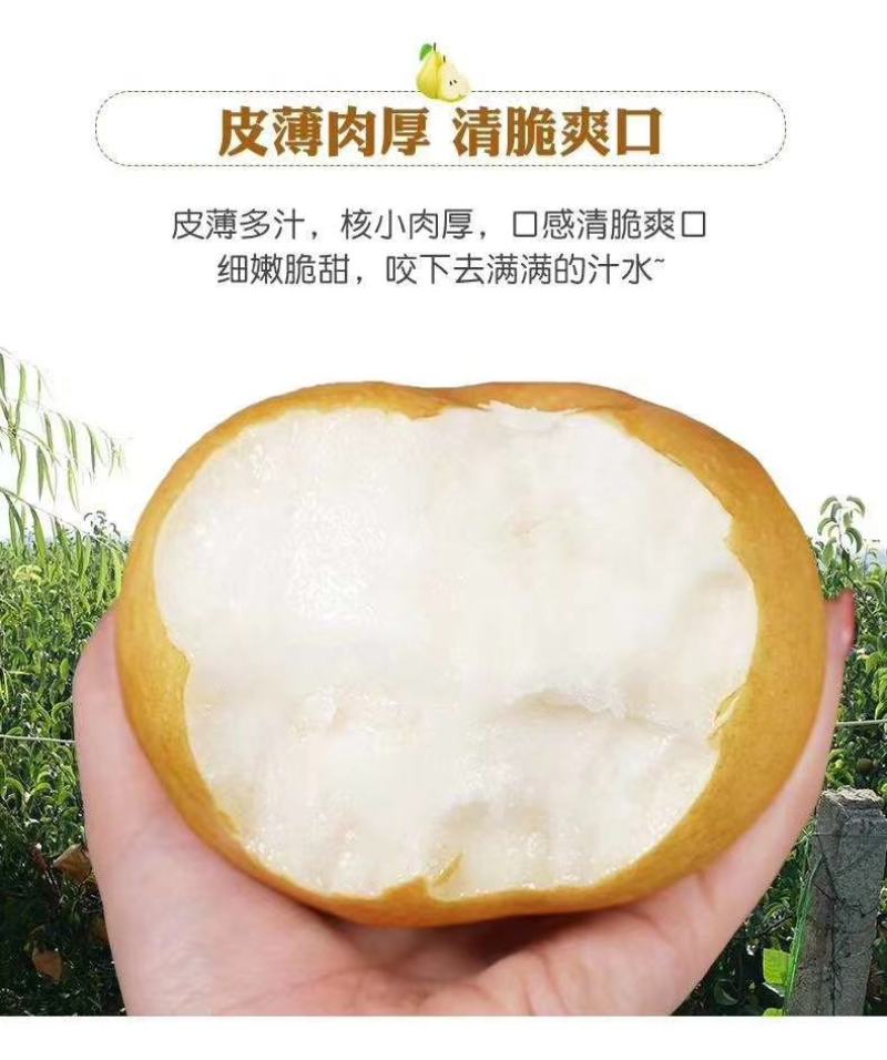 常年批发黄金梨