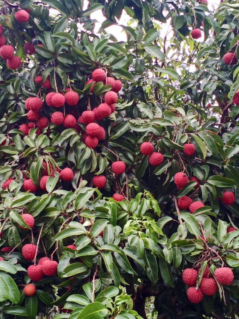 凤花荔枝，靓凤花，凤花总果
