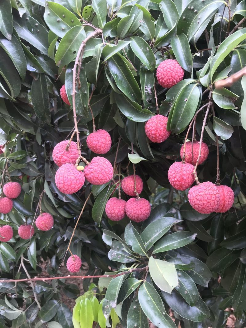 凤花荔枝，靓凤花，凤花总果