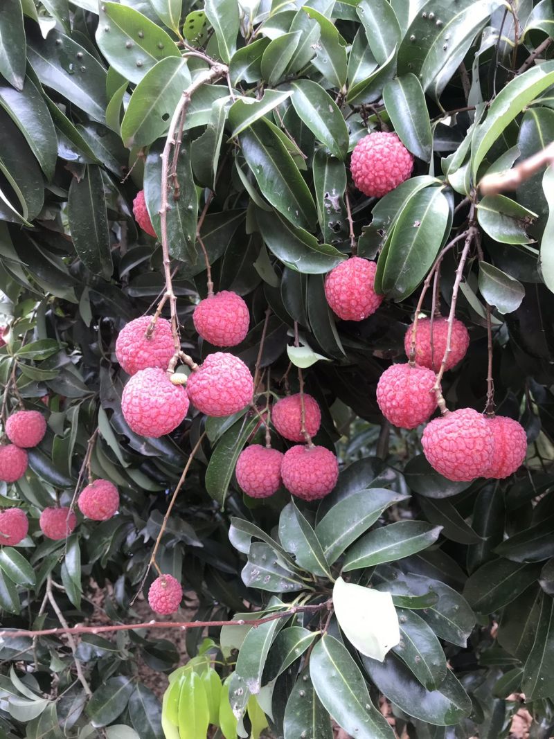 凤花荔枝，靓凤花，凤花总果