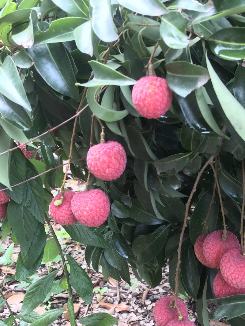 凤花荔枝，靓凤花，凤花总果