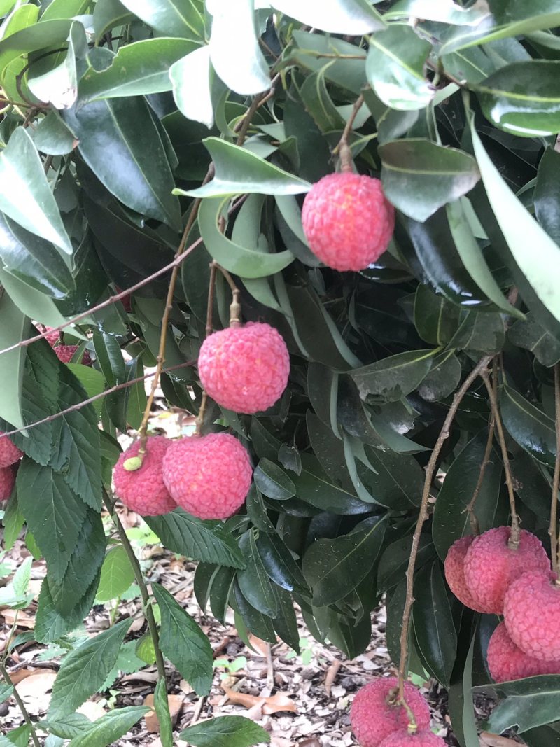 凤花荔枝，靓凤花，凤花总果