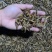 大麦虫全国合作养殖免费提供技术学习支持实地考察提