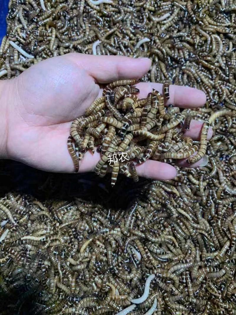 大麦虫全国合作养殖免费提供技术学习支持实地考察提