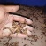 大麦虫全国合作养殖免费提供技术学习支持实地考察提