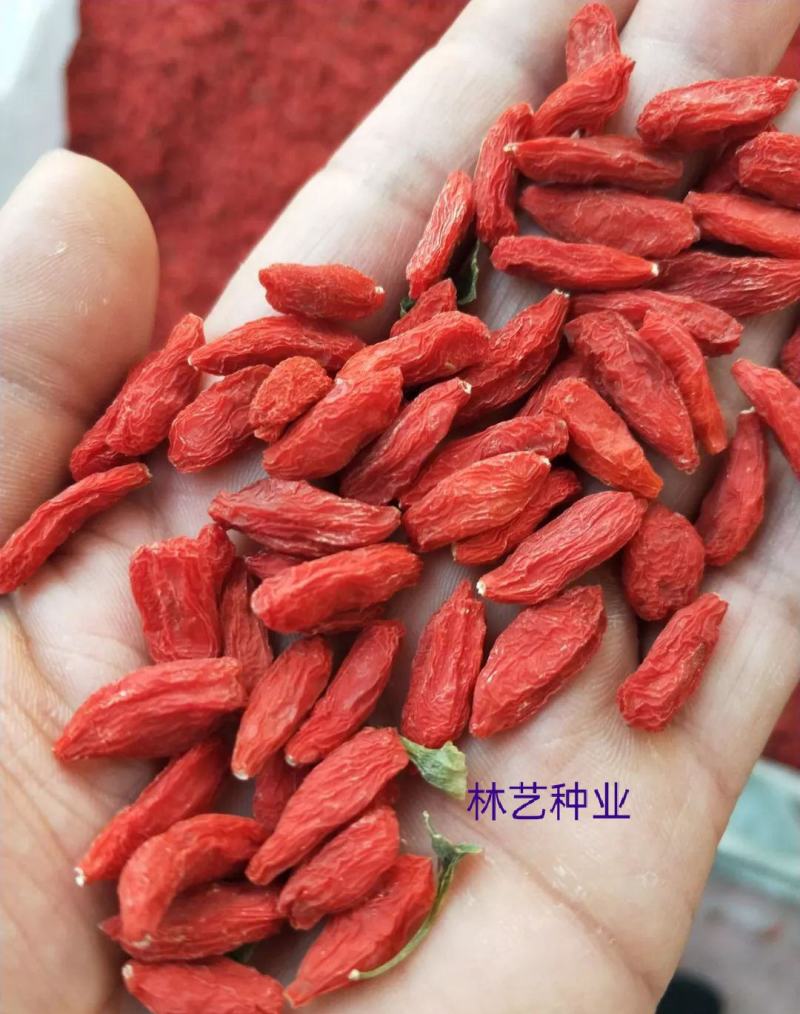 枸杞种子耐寒耐旱吃叶子果子易种植庭院阳台盆栽野外枸杞