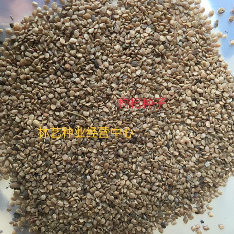 枸杞种子耐寒耐旱吃叶子果子易种植庭院阳台盆栽野外枸杞